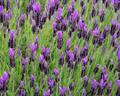 lavandula stoechas